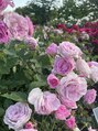 コルギと小顔矯正サロン ウンジョルノ フェリーチェ(un giorno felice) 今年は鶴舞の薔薇園へ!詳しく無いけど、観葉植物も好きです♪