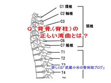 小池整体院/背骨（脊柱）の正しい湾曲とは？