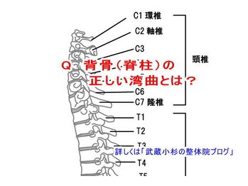 小池整体院/背骨(脊柱)の正しい湾曲とは?