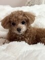 サロンベル 古川稲葉店(salon Belle) トイプードル3匹飼ってます♪11歳7歳0歳です☆