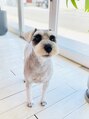 ペキュリア 岡山店(PEQLIA) 毎月1回はトリミングへGo!!こう見えて、美容男子です☆