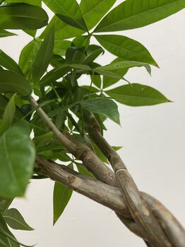 サロンドール(SalonDoll)/生育中...