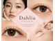ダリア(DAHLIA)の写真