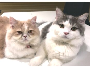 リフレス/2匹ともますます元気！！