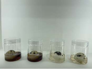 アモ 夢シティ新下関(AMO.)/セラピール卵実験2