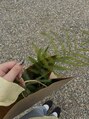 エンテラス 徳島(ENTERAS) オススメの観葉植物教えてください♪