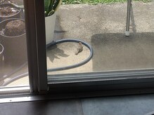 こうのせいたい/サロンの庭に来るリピーター