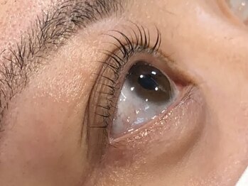 ピクシーボブ(Pixie Bob)/★マツパ、直角スタイル