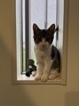 サロン ザ カフー(salon the KAFUU) 愛猫が私の癒し担当です♪猫パワーで毎日元気に施術してます^ ^
