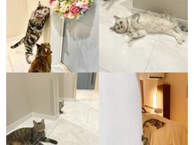 エスポリー(ESPORY)の雰囲気（猫ちゃんたちがお客様をより癒しのひとときへ導きます。）