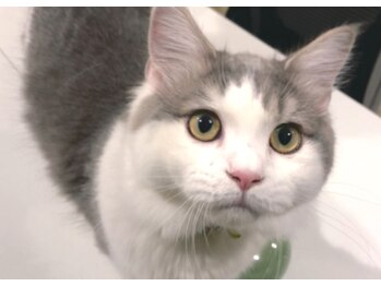 リフレス/てんちゃんハーフバースデー！