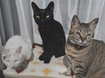 カイロプラクティック 骨盤屋さんの写真