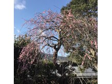 うつくしサロンの庭☆日高村の自然の中で、パワーアップ☆