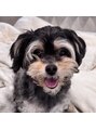 コア(Koa) 犬好きです！飼ってる方ぜひお話ししましょう♪