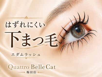 クワトロ バイ ベルキャットの写真