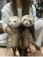 シリウス(SIRIUS)&nbsp;動物大好き！自宅のフェレットです実家はチワワ2匹います！