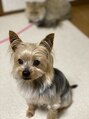 ラビスネイルエス(ravisnail-Es-) ヨークシャーテリアのジュジュもいます♪甘えん坊です
