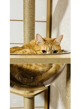 整体藍猫&nbsp;佐々木 ハニタ