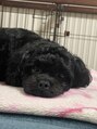 サロン ド ラグジュ&nbsp;愛犬家です★