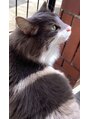 ディアブルー 平塚店(diar blue)&nbsp;クールな我が家のボス☆ノルウェージャンという長毛くんです^^