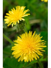 清香苑 日本橋馬喰町店 リサ