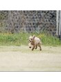 ソラ 大阪梅田(SORA) 愛犬のくるみです♪犬見知り、人大好き犬です☆