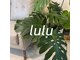 ルル(lulu)の写真