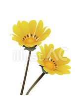 ハンモック 那覇真嘉比店&nbsp;池原 