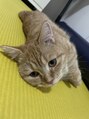 アイラッシュサロン シトロン 祐天寺店(eyelash salon Citron)&nbsp;困り顔マンチカンと一緒に生活しております♪猫が大好きです^^