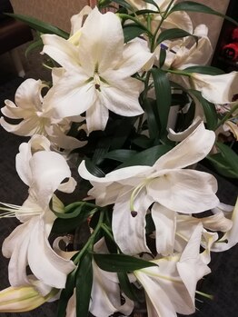 ヒーリングサロン マーノ(MANO)/お花のように美しいあなたへ