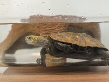 平間アクシス整体院/ペコムズ君