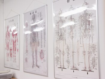 あした葉 カイロプラクティック/骨格の図解