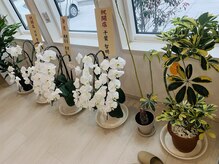 ドリームカラー(Dream Color)/