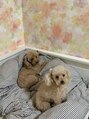 シエナ(s i e n a) 実家で飼ってる愛犬ちゃん達です(^^)