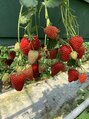 ラ コンシェル 町田店 いちごが大好きです！時期には、よくいちご狩りに行きます♪