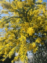 スペラ(Spera)&nbsp;リンパ春 時事情報