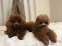 ハナ(hana,)の雰囲気（看板犬がお出迎えU・ｘ・U(犬が苦手な方は事前にお伝えください)）