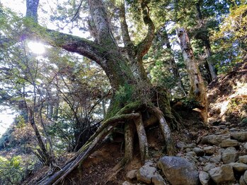 こうのせいたい/一年ぶりのヨーダ先生のお家訪問