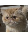 シュシュ ドット アイラッシュ 北千住店(chouchou.eyelash) 我が家のエキゾチックにゃんこ♪ぶちゃかわが魅力です♪