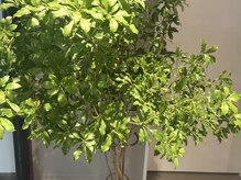 スウェイ 神戸三宮(SWAY)の雰囲気（フロント前にある季節の花木が月替わりでみなさまをお迎えします）