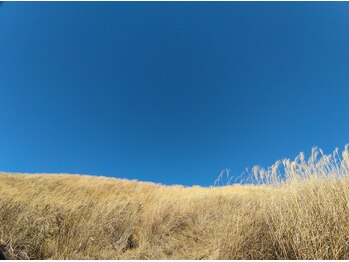 こうのせいたい/山頂付近一面に広がる黄金