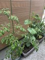 ラタン 調布 深大寺(Rattan) 野菜が高いのでプランター栽培に挑戦中。トマトやきゅうりなど♪