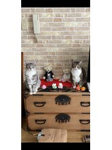 ソワンド ルバンシュ/長男の家の猫☆