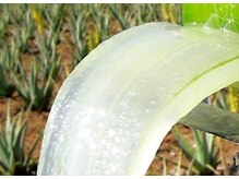 ラピス(Lapis)/アロエベラの中身！