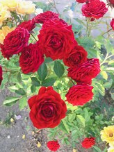 おうちサロン ビ　ローズ(美 Rose)/畑で育てた薔薇を足湯に使用