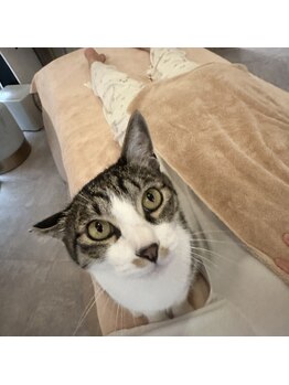 サロン ねこの写真/【国際センター/丸の内徒歩5分】心と身体の状態に合わせたオイルトリートメントで深層部までホロホロに…