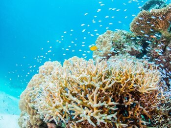 アジアンリラクゼーション ヴィラ 福岡東店(asian relaxation villa)/バリ離島:ムンジャンガ ン島