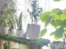オリーブ(Olive)/たくさんの観葉植物！