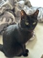 サンクス(Thanks) 黒猫2匹を飼っています。かなりの猫好きです。