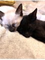 オリヴィア 銀座(OLIVIA) 猫ちゃん大好きです♪